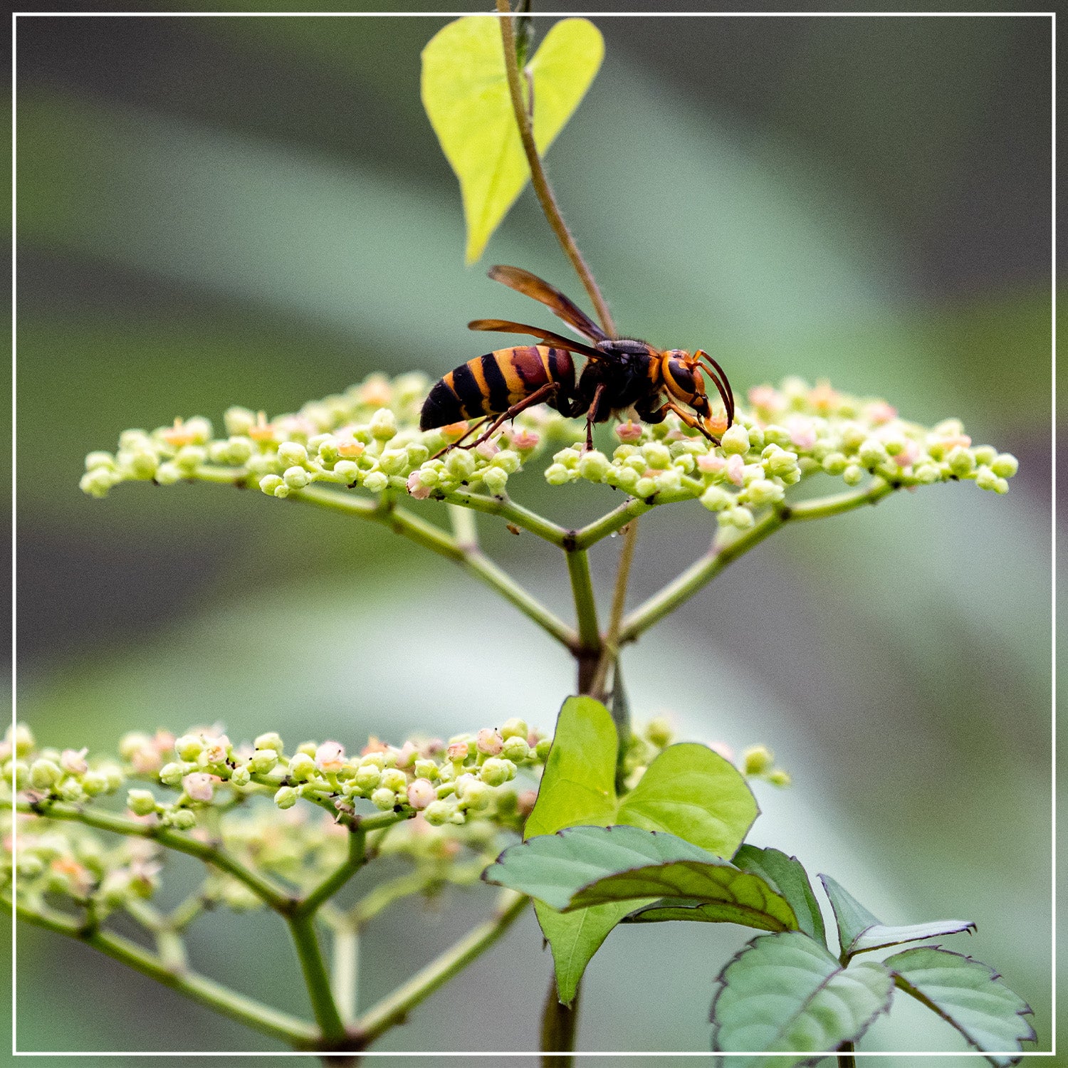 Bienengift