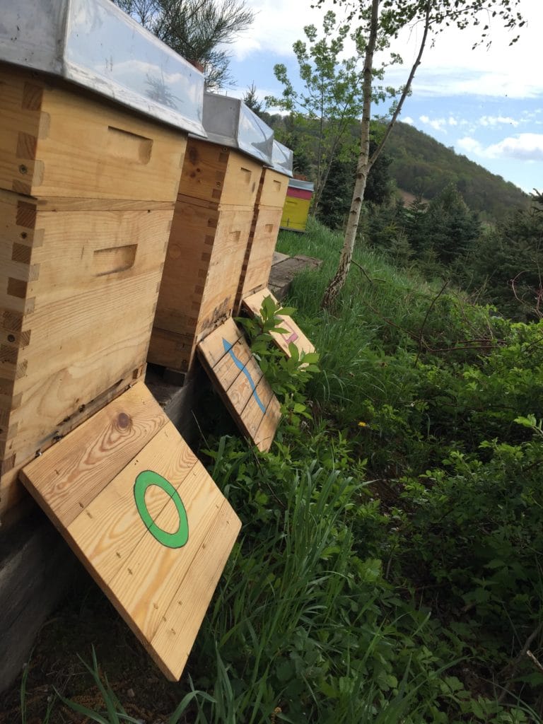 Mieten von Bio-Jungvölkern ab 139 €