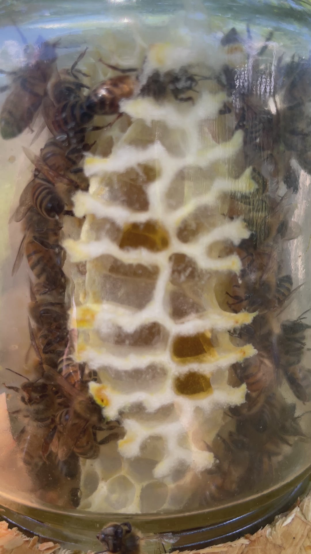 Bio Wabenbau im 500g Glas Wabenhonig