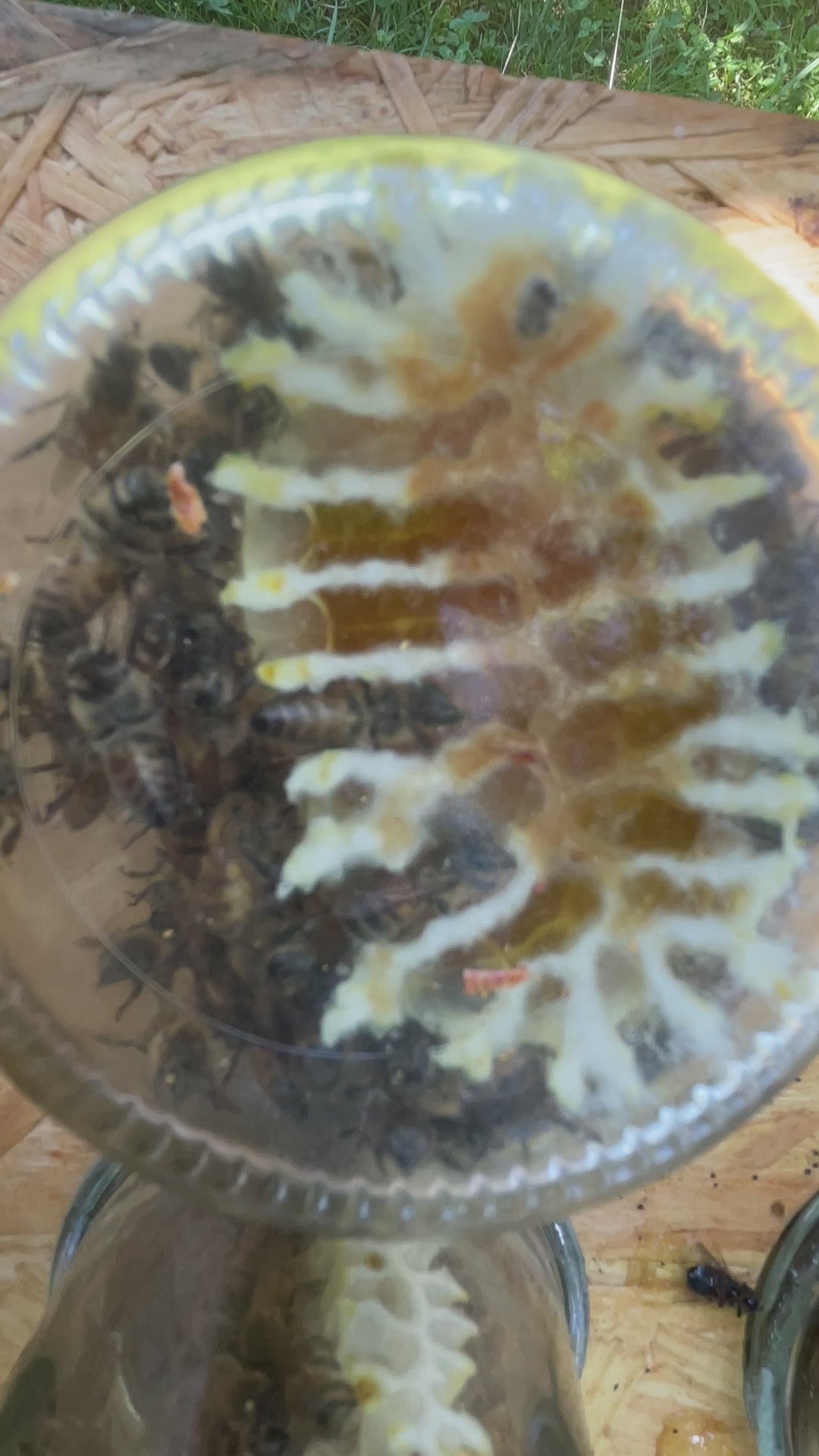 Bio Wabenbau im 500g Glas Wabenhonig