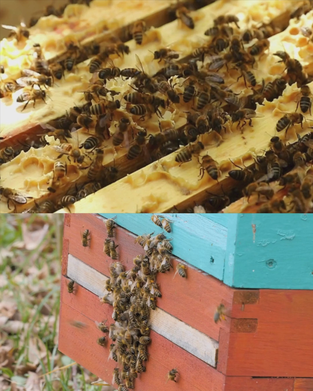 Bienenpatenschaft "Honigliebhaber"