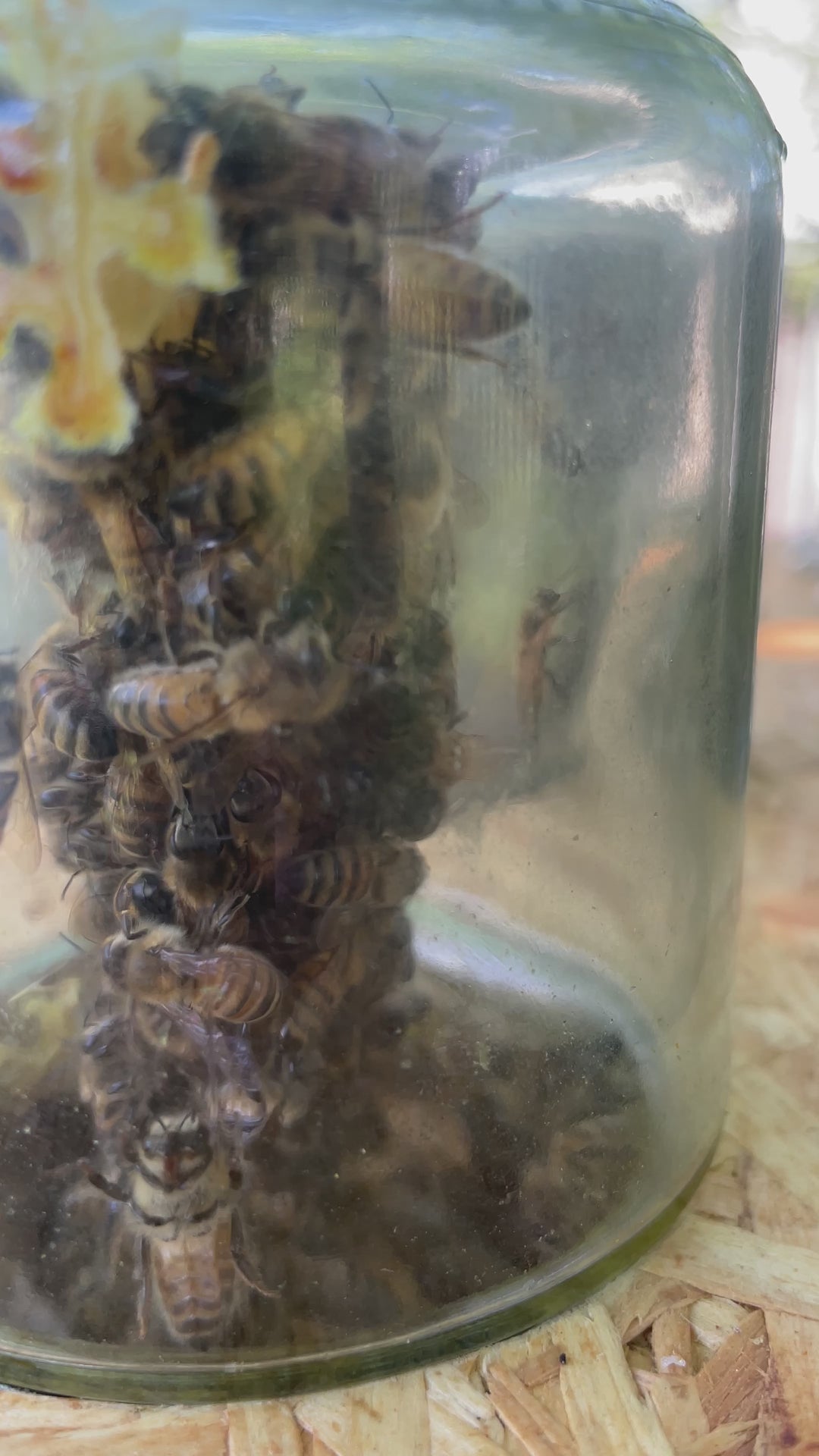 Bio Wabenbau im 500g Glas Wabenhonig