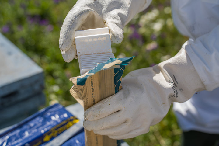 CALISTRIP® BIOX 10 Streifen