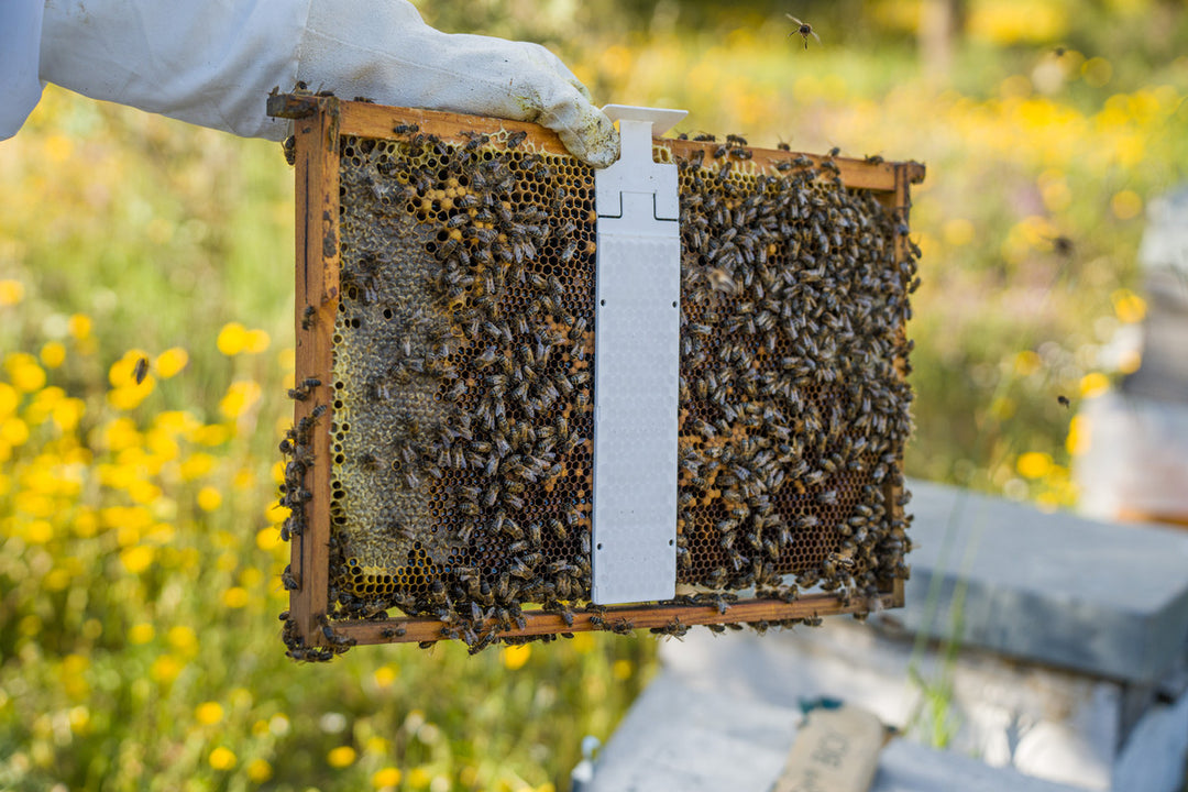 CALISTRIP® BIOX – Imker bei der Varroa-Behandlung