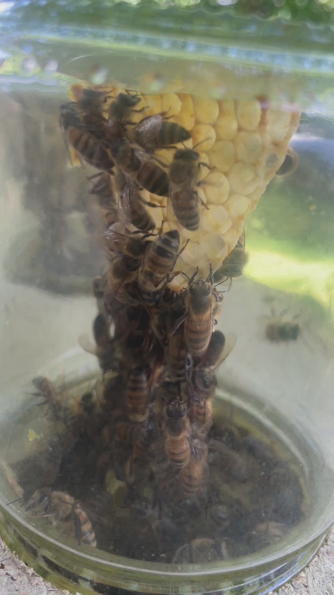 Bio Wabenbau im Glas Sommerhonig